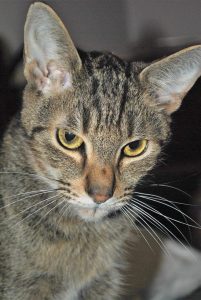 Julep, 4yr old cat for adoption