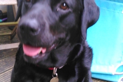 Treacle