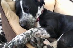 Daisy 1