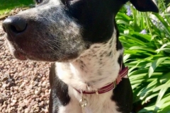 Daisy 2