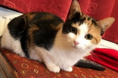 Poppy-Home-e1516637156965