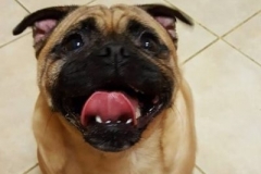 Frankie-e1517578584903