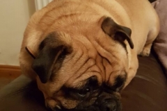 Frankie2