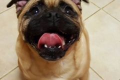 Frankie3-e1517578697870