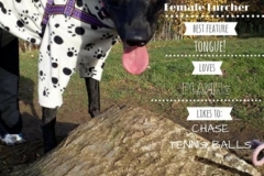 Lily Lurcher