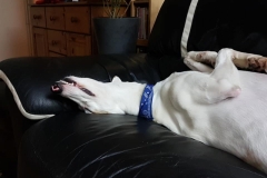 Couch Potato