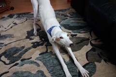 Murray Downward dog