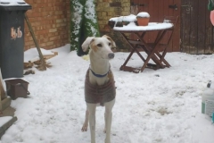 Murray Snow