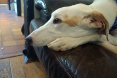 murray Resting