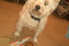 poppy