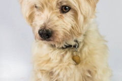 poppy1