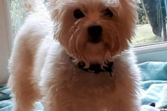 poppy1