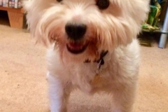 poppy2