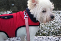 poppy3
