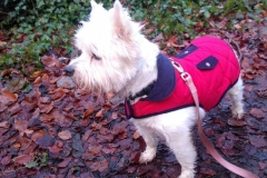 poppy4