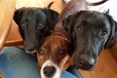 Siesta-and-friends
