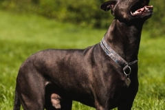 George-1