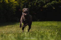 George-6