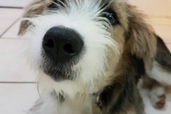 Wilfred