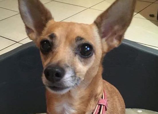Lilly – Chi X ** Rehomed**