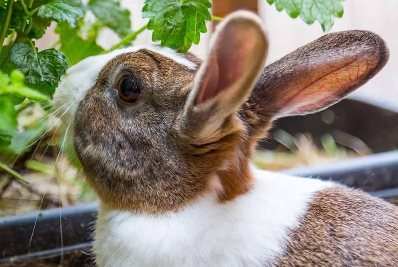 Blackberry & Bramble Rehomed