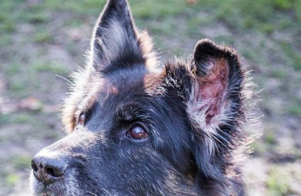 Hex – GSD ** Rehomed**