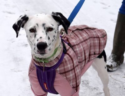 Tig Dalmation X Collie **Rehomed **