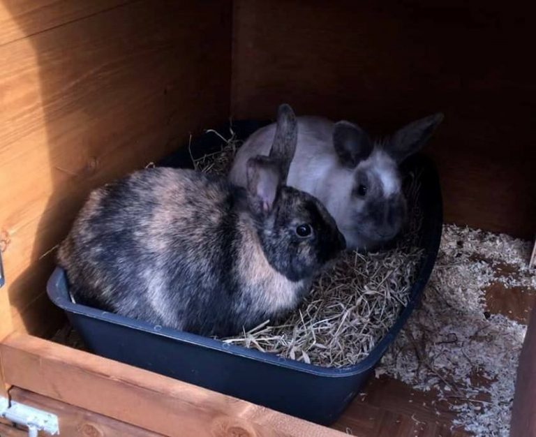 Oat and Millet Rabbits **Rehomed**