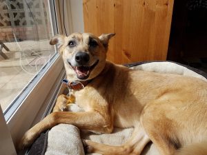 Rescue dog Tim relaxing in the sun at his foster home