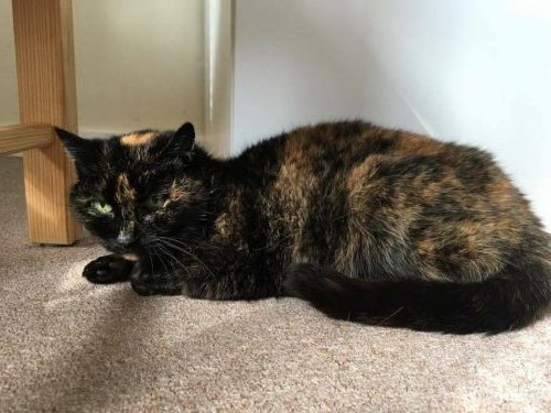 Uno, 6 Yr Tortie ** Rehomed **