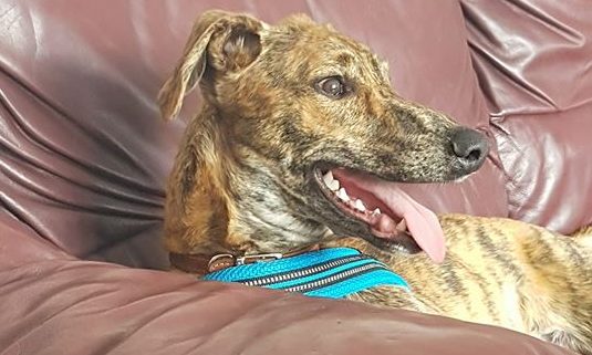 Chester – 6 Mth Lurcher **Rehomed**