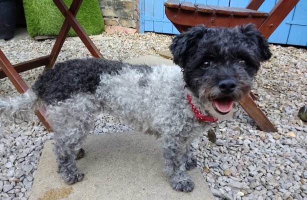 Macey 4 yr old cross **Rehomed**