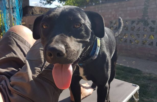 Inky Lab x Staffie **Rehomed**