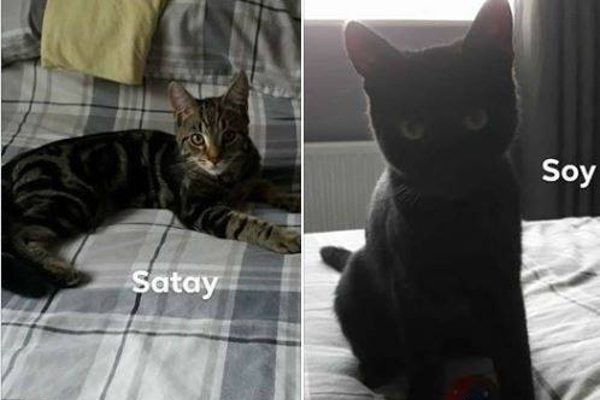 Soy and Satay Bonded pair   ** Rehomed **