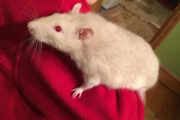 Rats **Rehomed