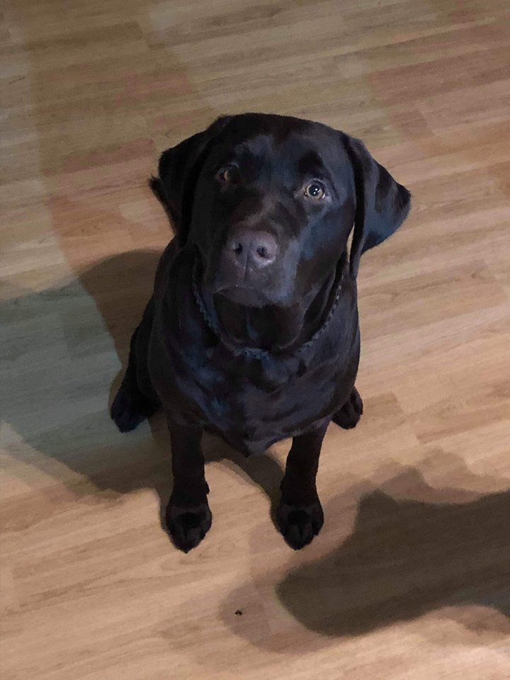 10 month old Labrador for adoption