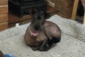 Mexican Hairless