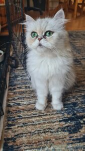 Jetty 5 yr old Persian for adoption