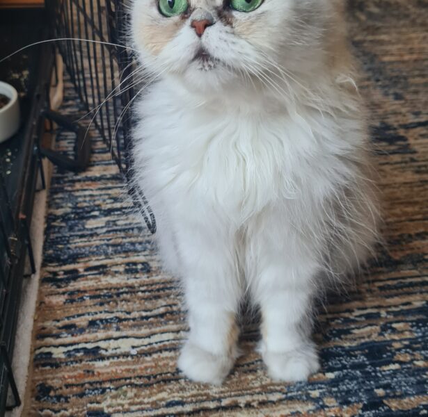 Jetty – 5 yr old Persian