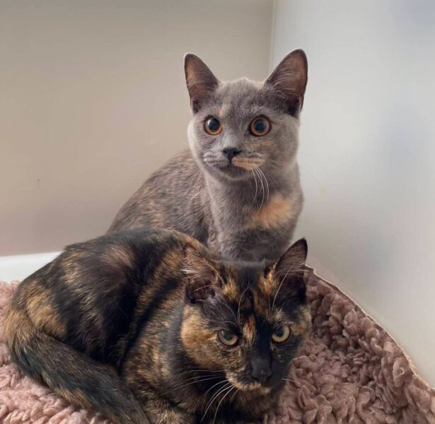 Churro, Cannoli and Crumble – 6 month old British Shorthaired Crosses