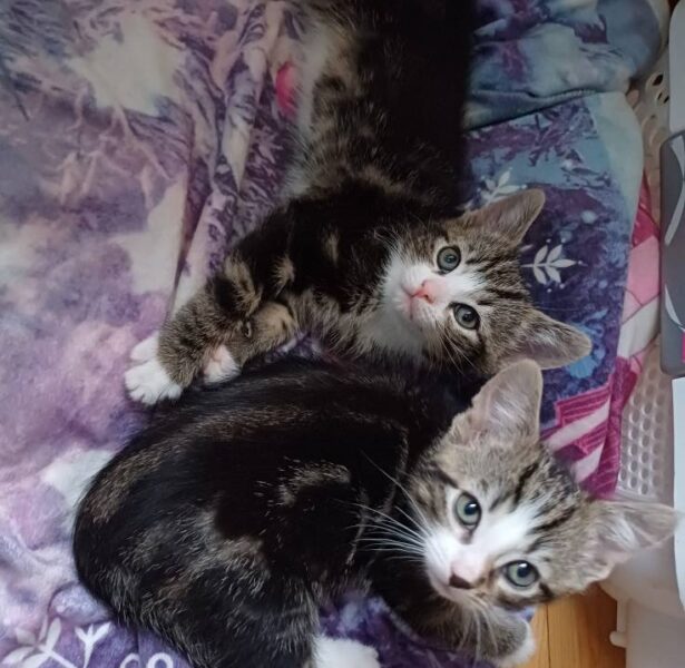 9 Week old Kittens