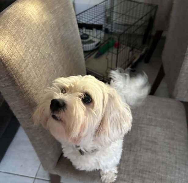 Ada – 3 yr old Dog