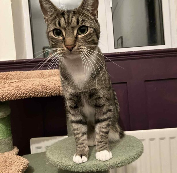 Admiral – 2 yr old Cat
