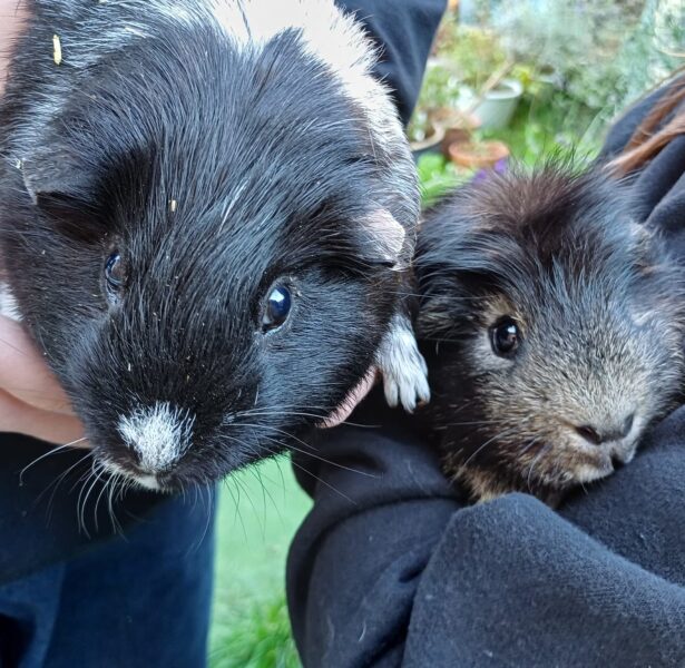 Amos and Cecil -**Rehomed**