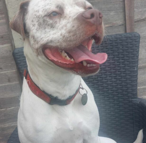 Arthur – 18 month old Staff Cross