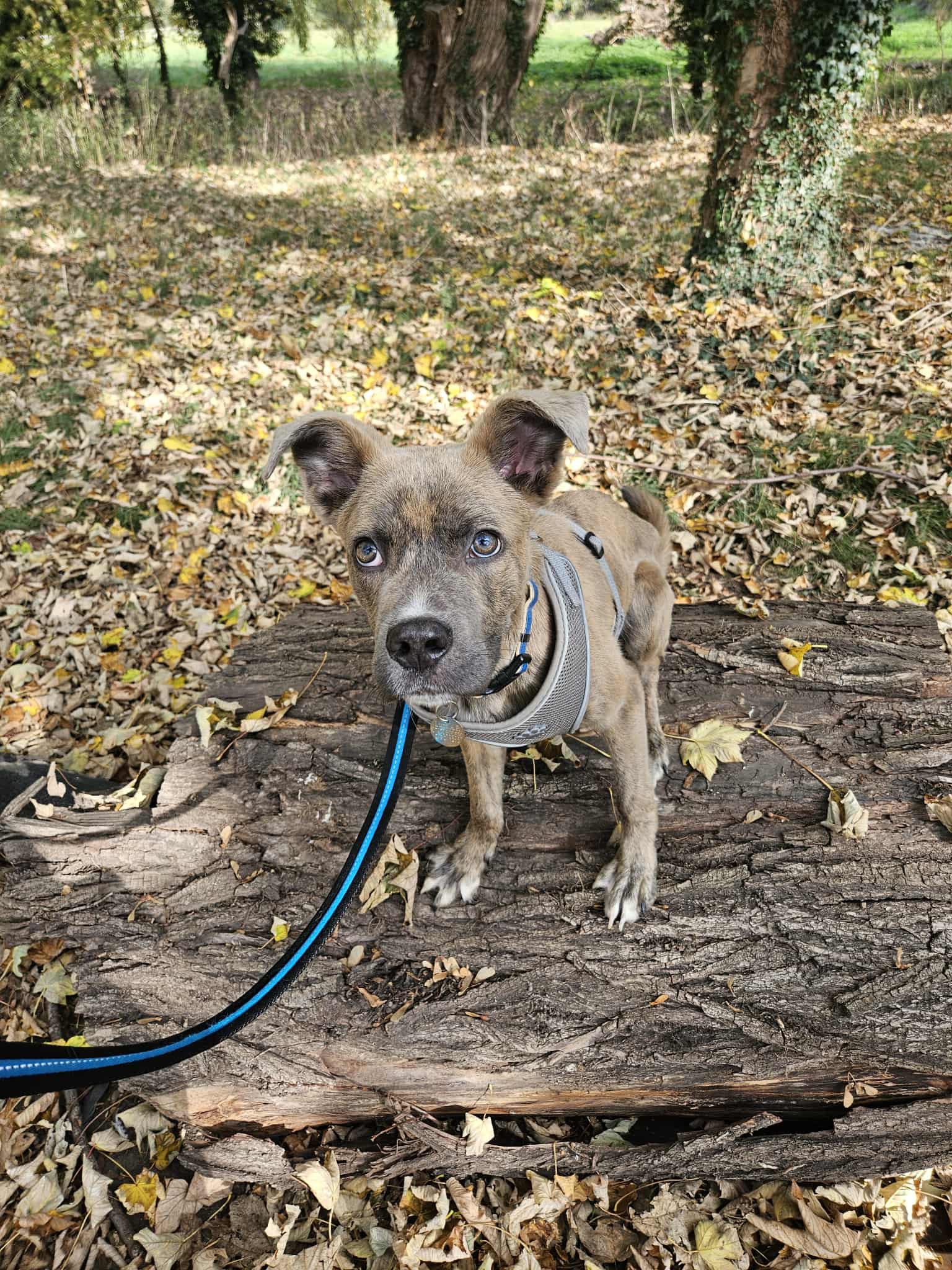 Atlas ** Rehomed**
