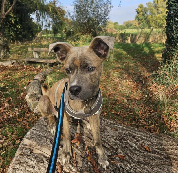 Atlas – 8/9 month old cross breed