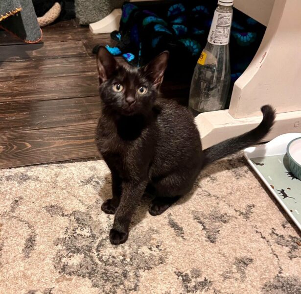 National Black Cat Day