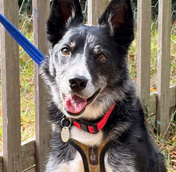 Badger – 6 yr old Collie