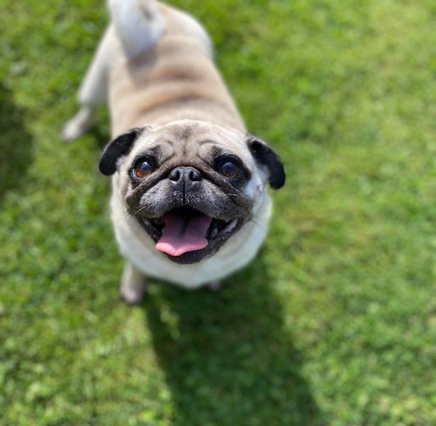 Beatrice 6yr Pug **Rehomed**